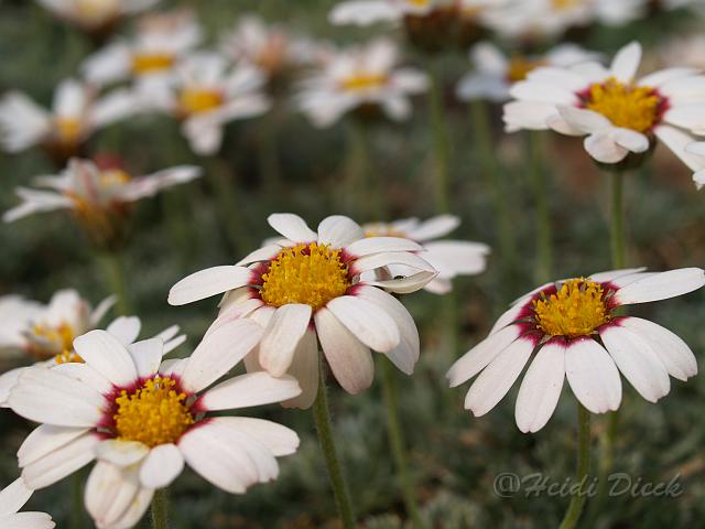 Chrysanthemum catananche1.JPG